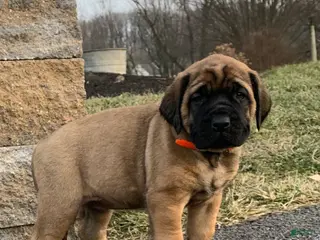 English Mastiff dogs Clara - Ad 12