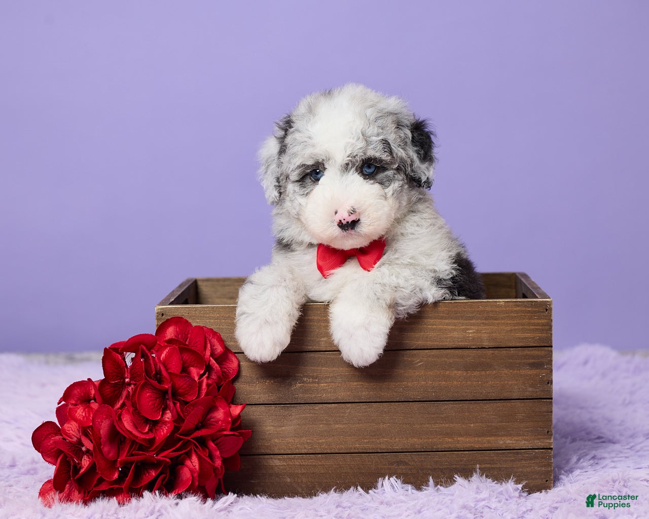 Mini Sheepadoodle dogs Sammie - Ad 1