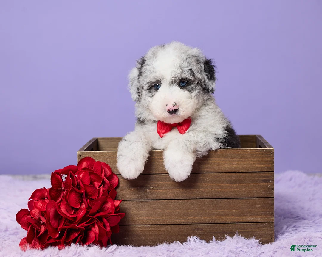 Mini Sheepadoodle dogs for sale: Sammie - Ad 1