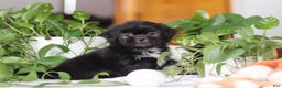 Shih Tzu dogs for sale: Emery - Ad 8