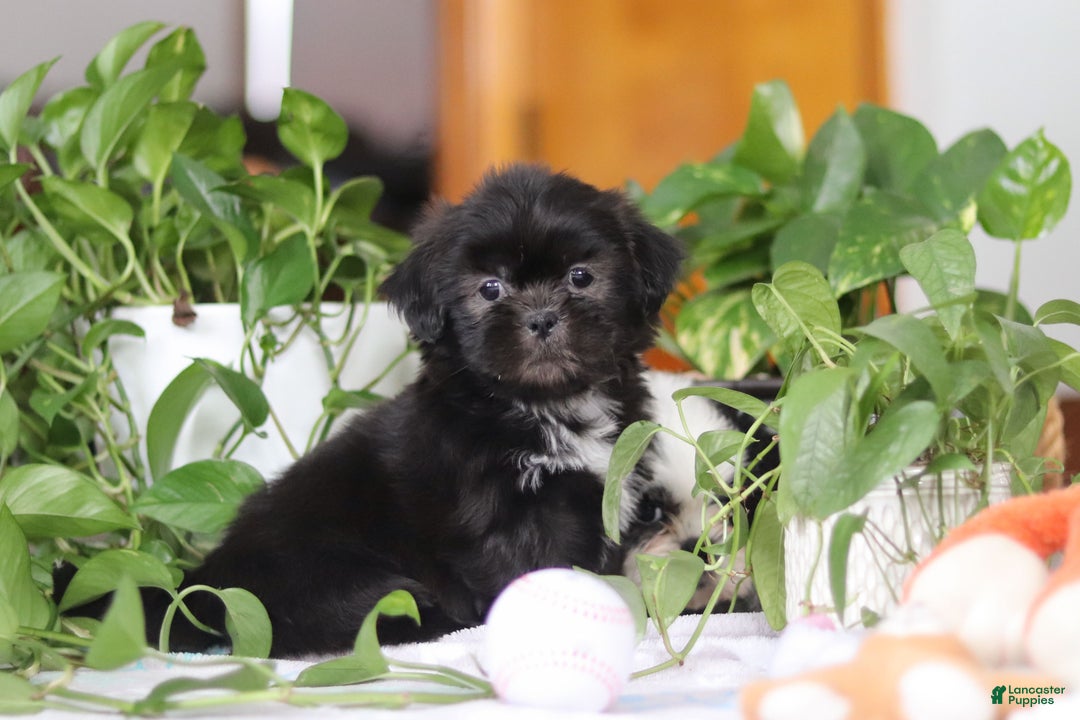 Shih Tzu dogs for sale: Emery - Ad 8