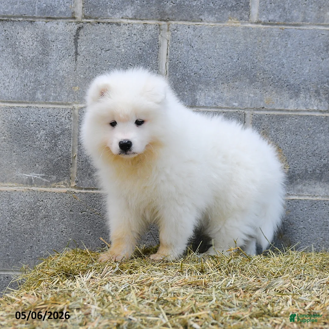 Samoyed dogs for sale: North - Ad 3