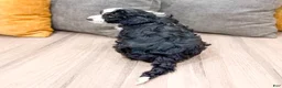 Aussiedoodle dogs for sale: Rover - Ad 5