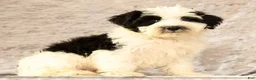 Miniature Poodle dogs for sale: Nelly - Ad 1