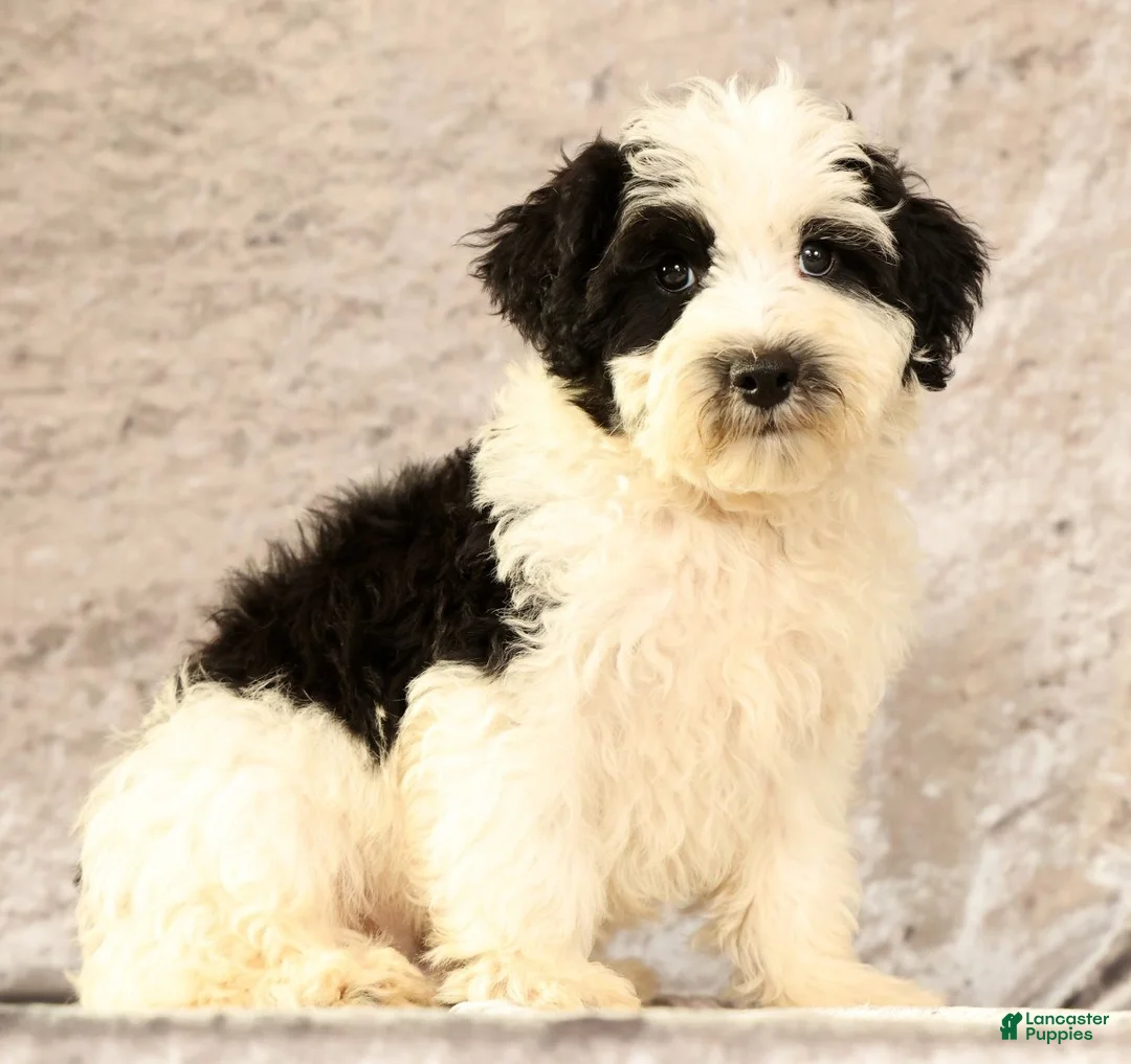 Miniature Poodle dogs for sale: Nelly - Ad 1