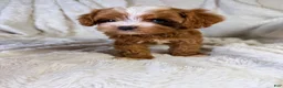 Cavapoo dogs for sale: Orion-tiny toy - Ad 8