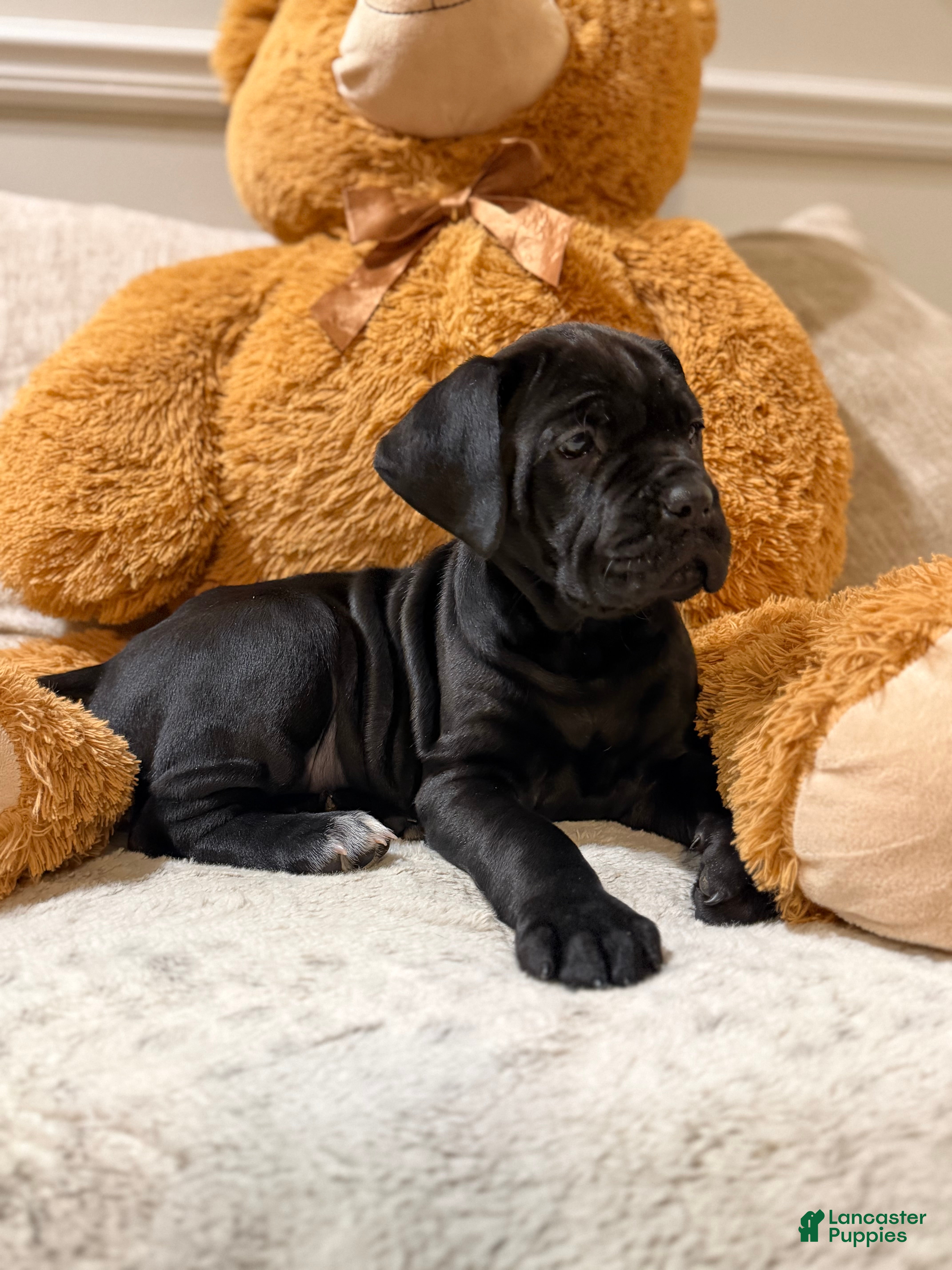 Cane Corso dogs Chaos  - Ad 36