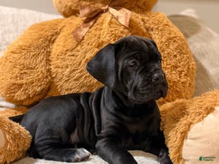 Cane Corso dogs Chaos - Ad 38