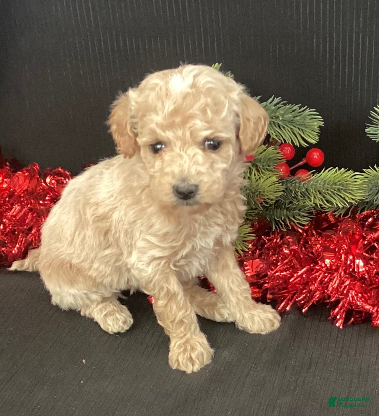 Mini Goldendoodle dogs Windy - Ad 4