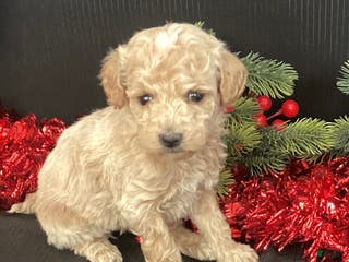 Mini Goldendoodle dogs Windy - Ad 2