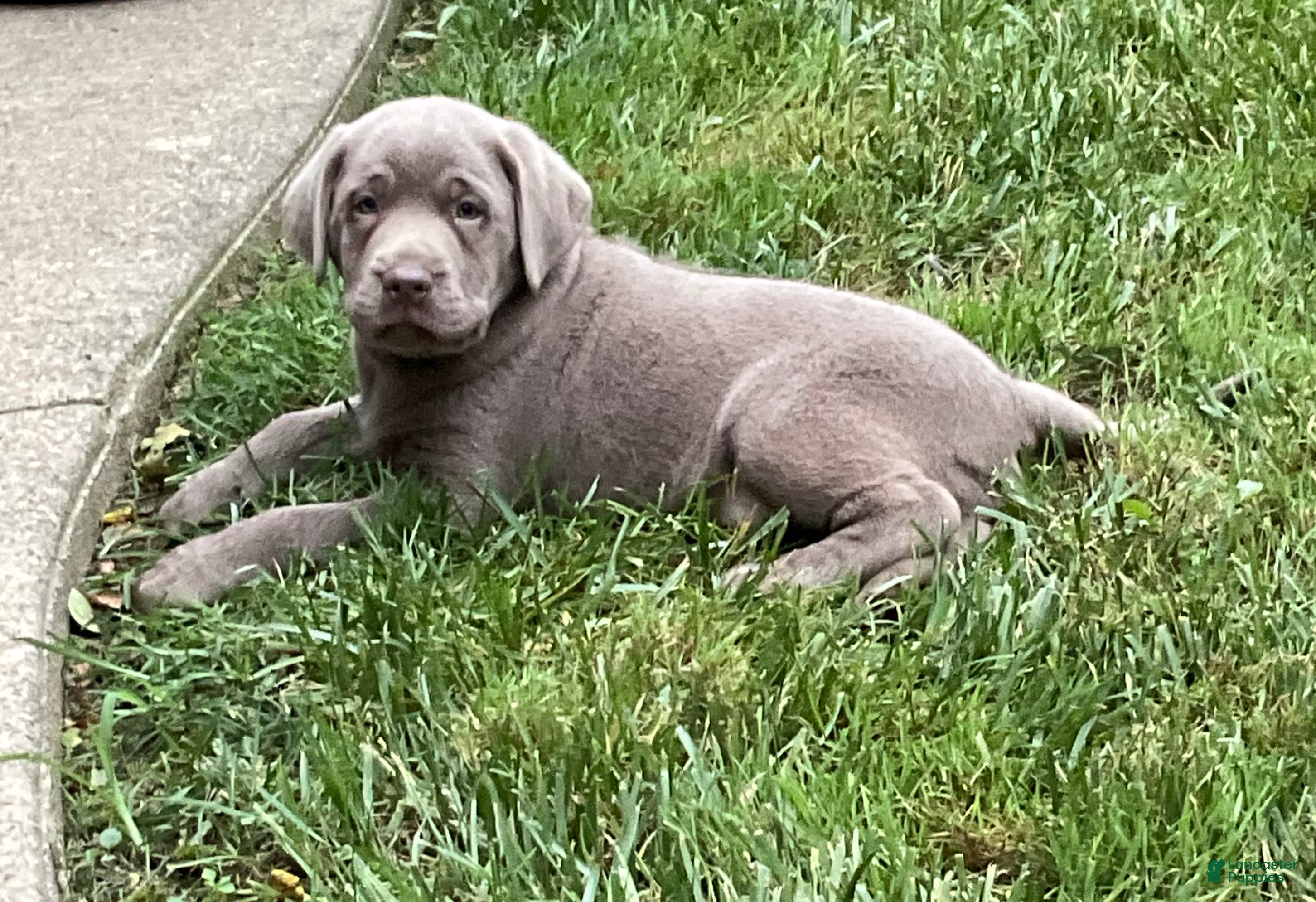 Labrador Retriever dogs Conner - Ad 2