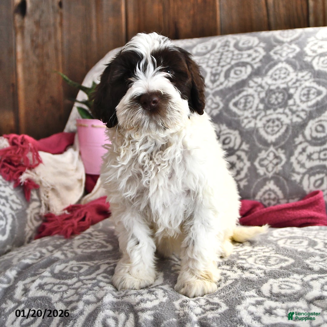 Portuguese Water Dog dogs for sale: Dazzle  - Ad 1