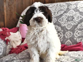 Portuguese Water Dog dogs Dazzle - Ad 3