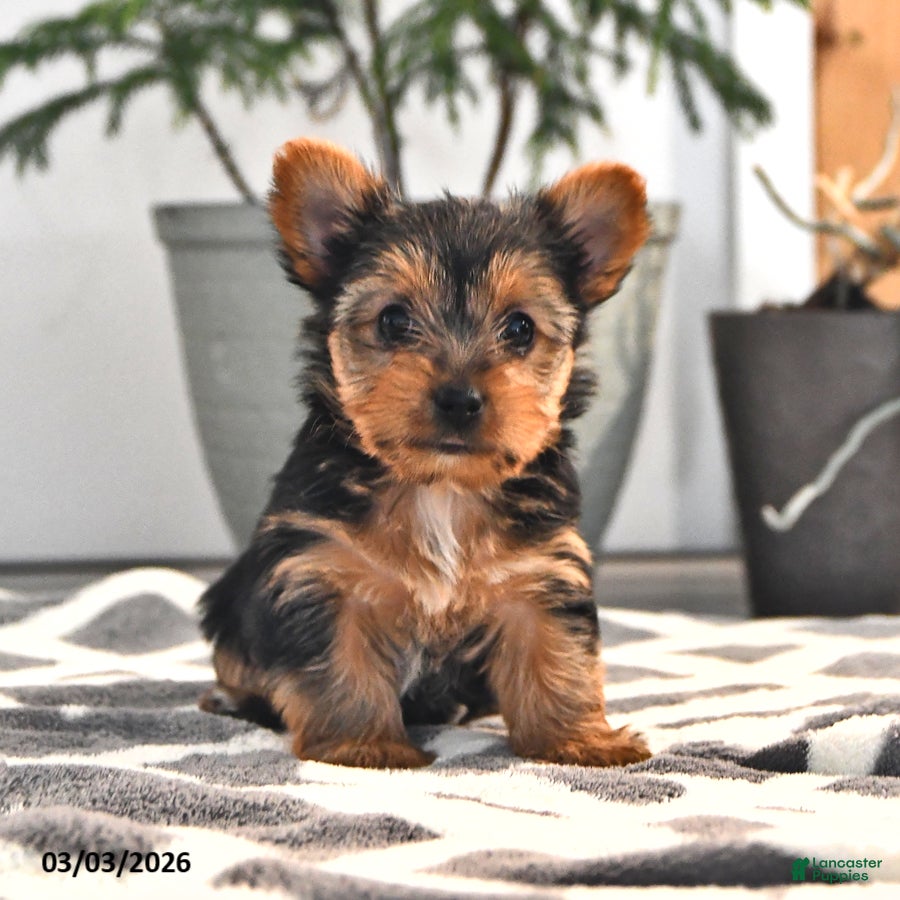 Yorkshire Terrier dogs Wilma - Ad 1