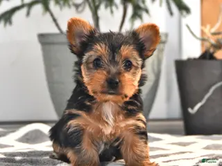 Yorkshire Terrier dogs for sale: Wilma - Ad 2