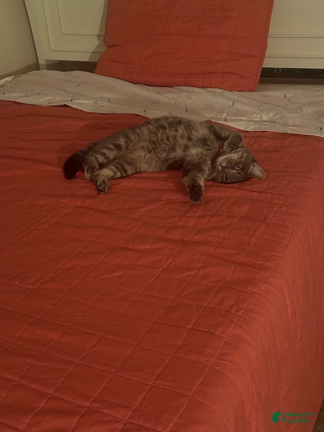 Mixed Breed dogs for sale: rosy - Ad 25