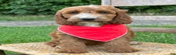 Irish Doodle dogs for sale: Maggie - Ad 10