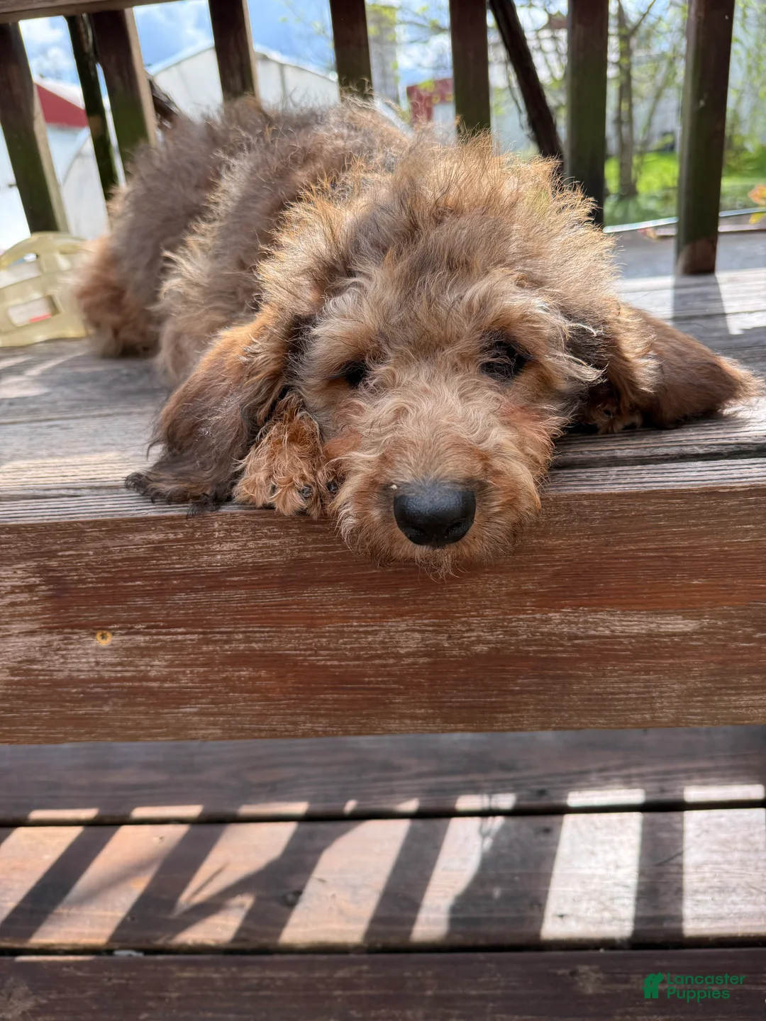 Mixed Breed dogs for sale: Sandy - Ad 2