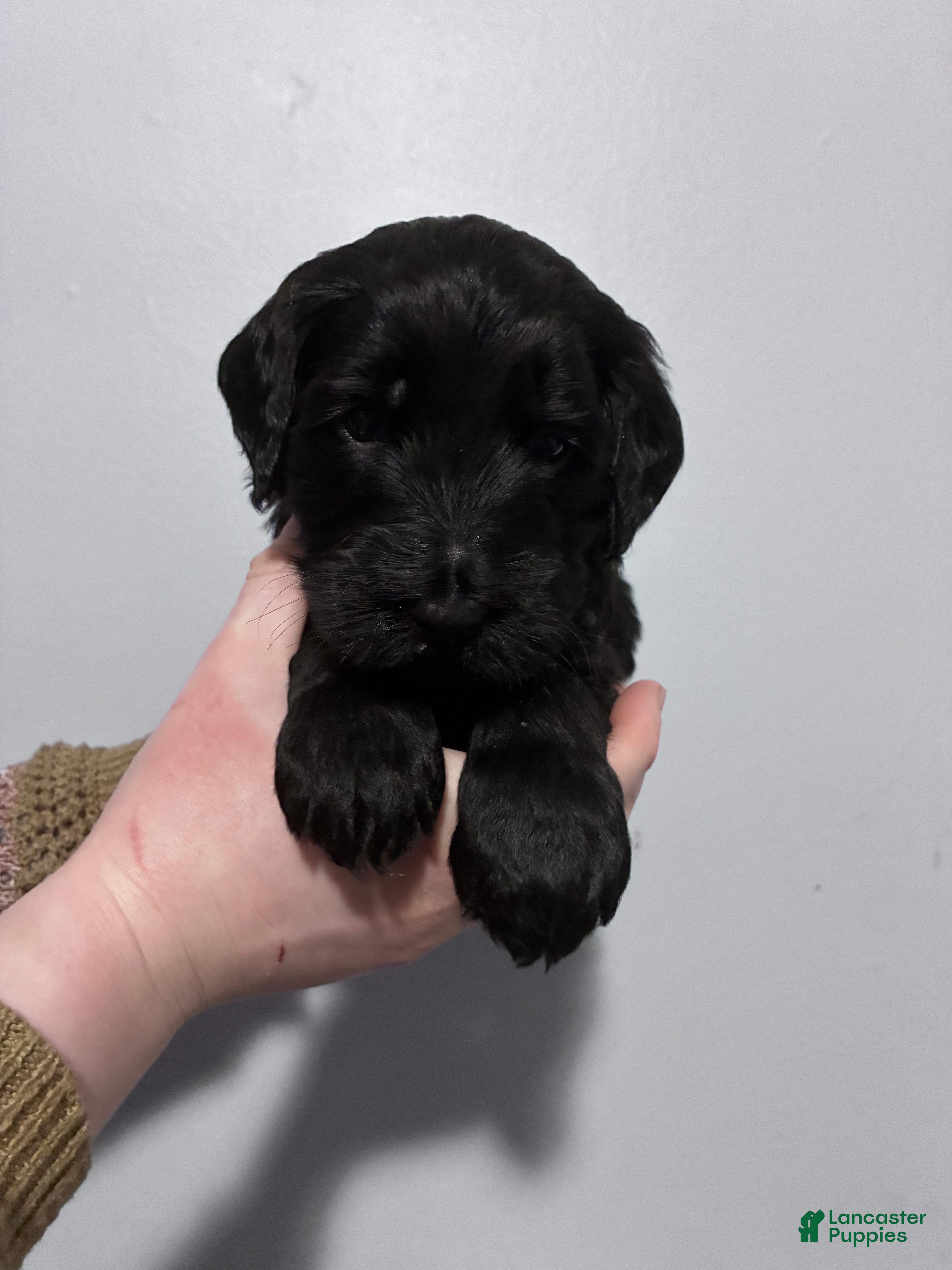 Mixed Breed dogs Milo - Ad 26