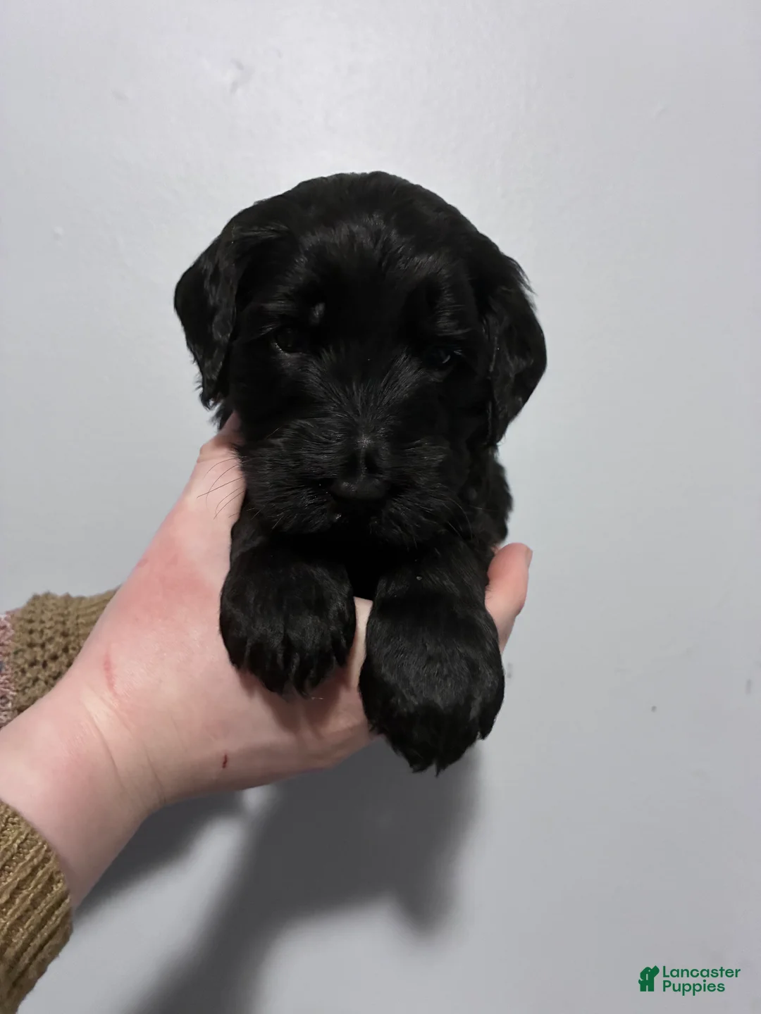 Mixed Breed dogs for sale: Milo - Ad 1