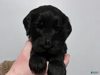 Mixed Breed dogs Milo - Ad 26