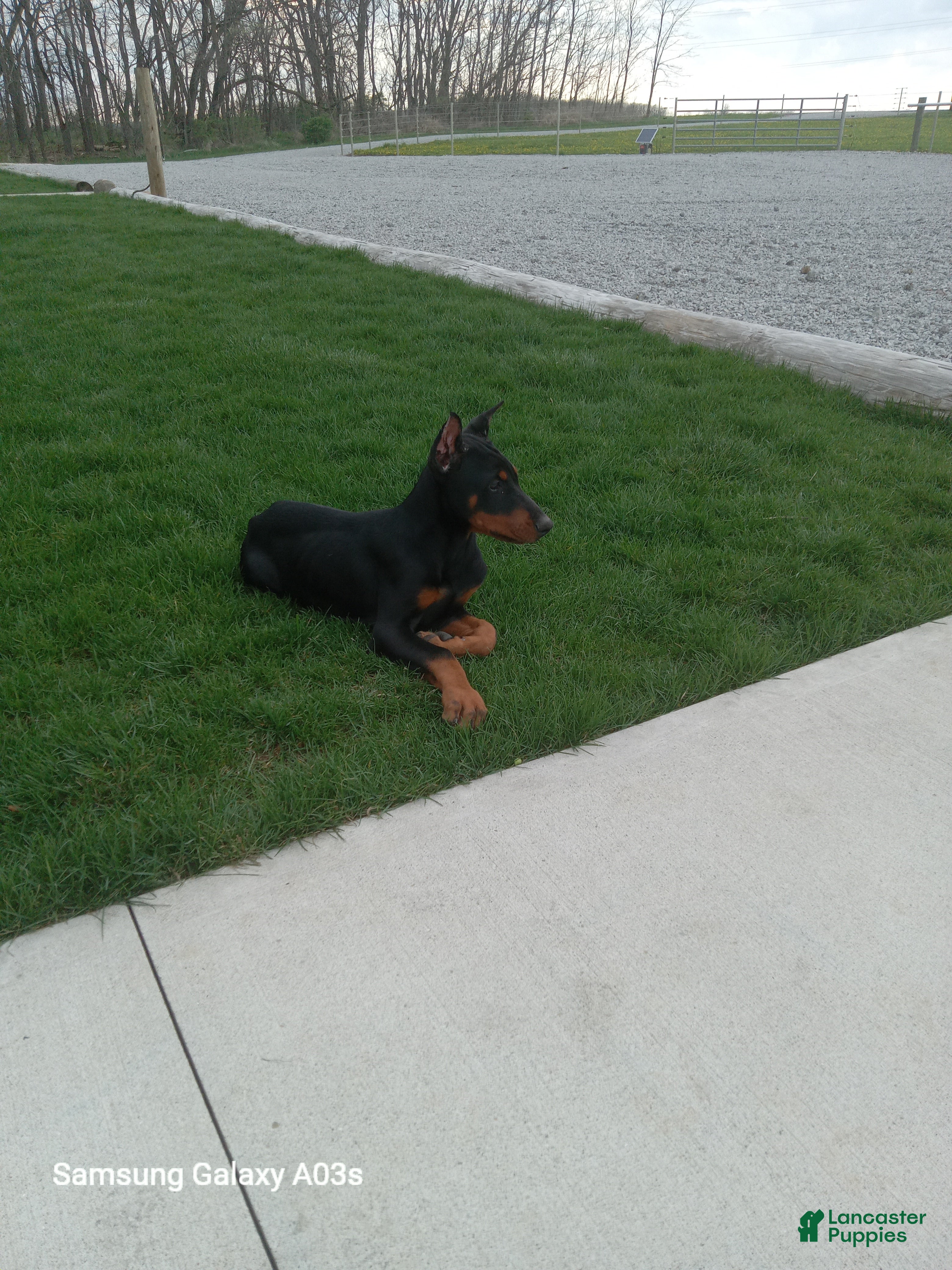Doberman Pinscher dogs Misty Von Jett - Ad 1