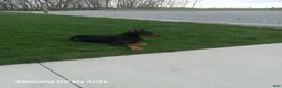 Doberman Pinscher dogs for sale: Misty Von Jett - Ad 3