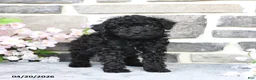 Miniature Poodle dogs for sale: Dinah - Ad 3