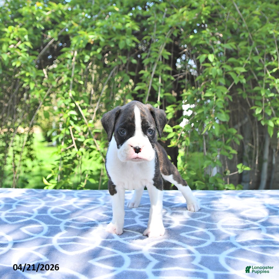 Boxer dogs Ranger - Ad 2