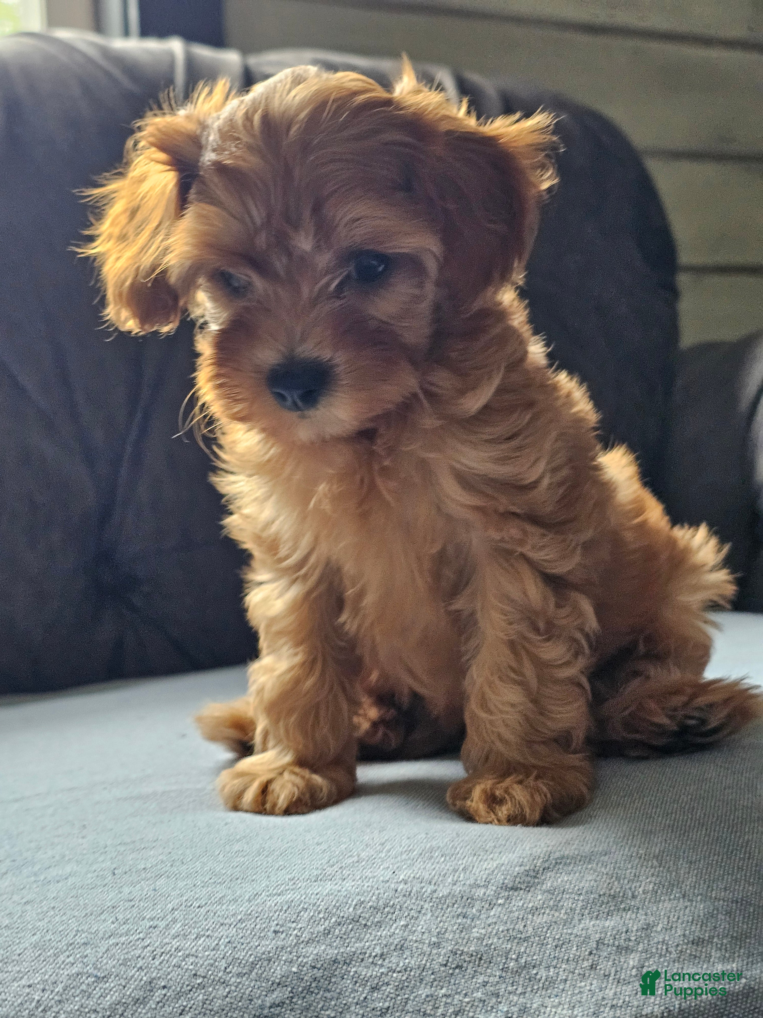 Cavapoo dogs Kiwi  - Ad 2