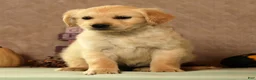Golden Retriever dogs for sale: Spencer - Ad 8