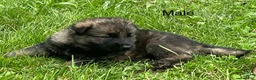 German Shepherd dogs for sale: German Shepherd 1 - Ad 7