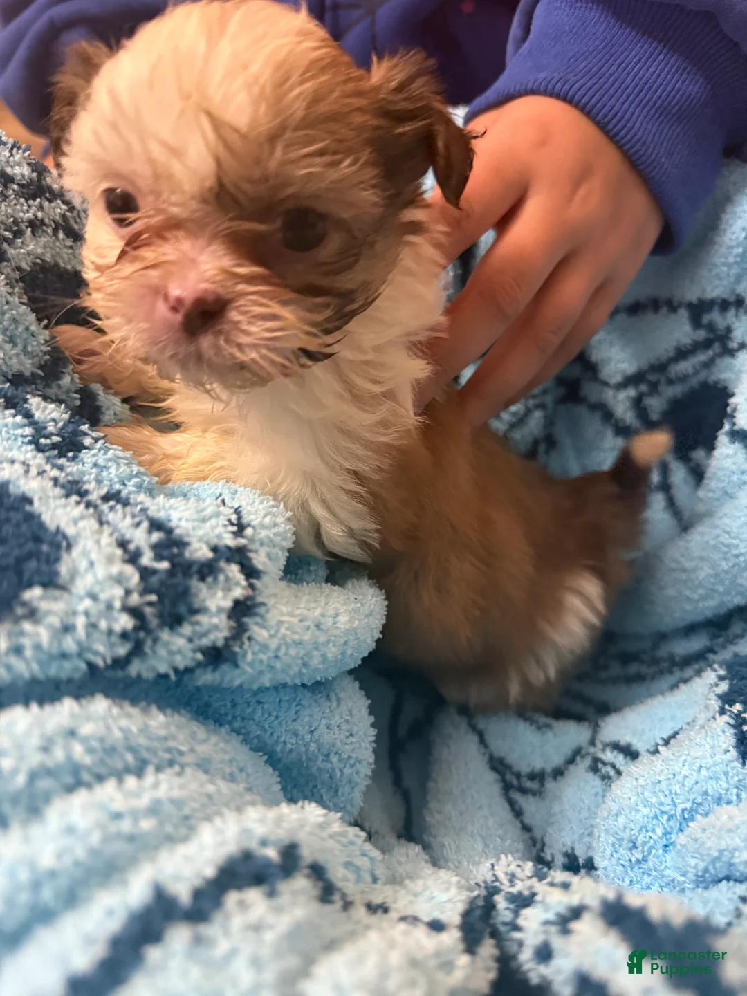 Shih Tzu dogs for sale: Shih Tzu Puppy 2 - Ad 2