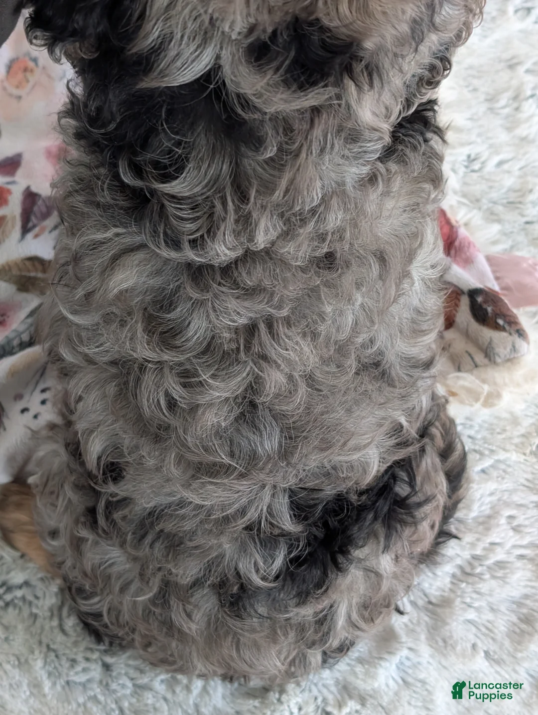 Cavapoo dogs for sale: Bluey - Ad 18