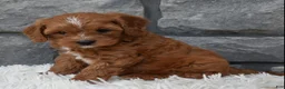 Cavapoo dogs for sale: Rocco  - Ad 5