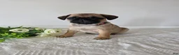 Puggle dogs for sale: Beauty - Ad 8