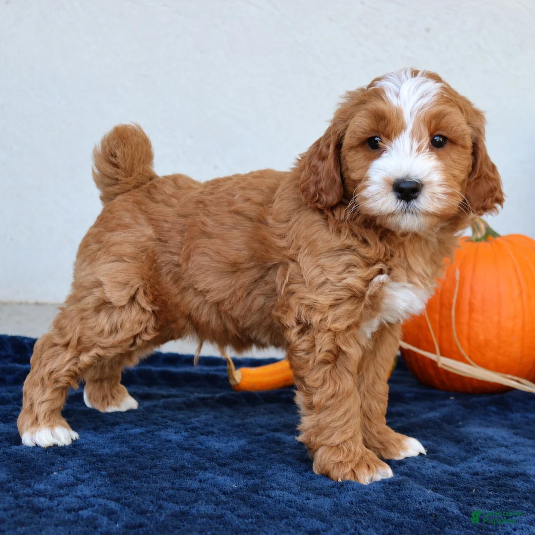 Mini Goldendoodle dogs for sale: Max  - Ad 1
