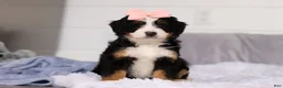 Mini Bernedoodle dogs for sale: Scarlett - Ad 2