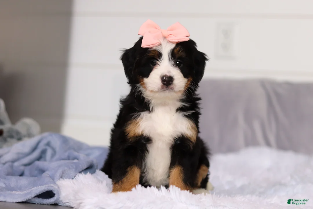 Mini Bernedoodle dogs for sale: Scarlett - Ad 2