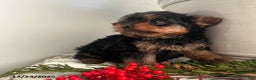 Yorkiepoo dogs for sale: Bentley - Ad 2