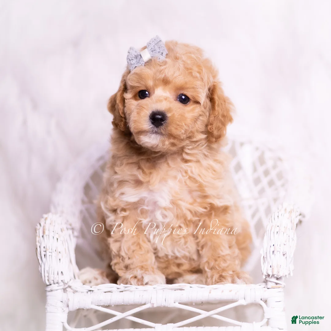 Toy Poodle dogs for sale: Reno - Ad 5