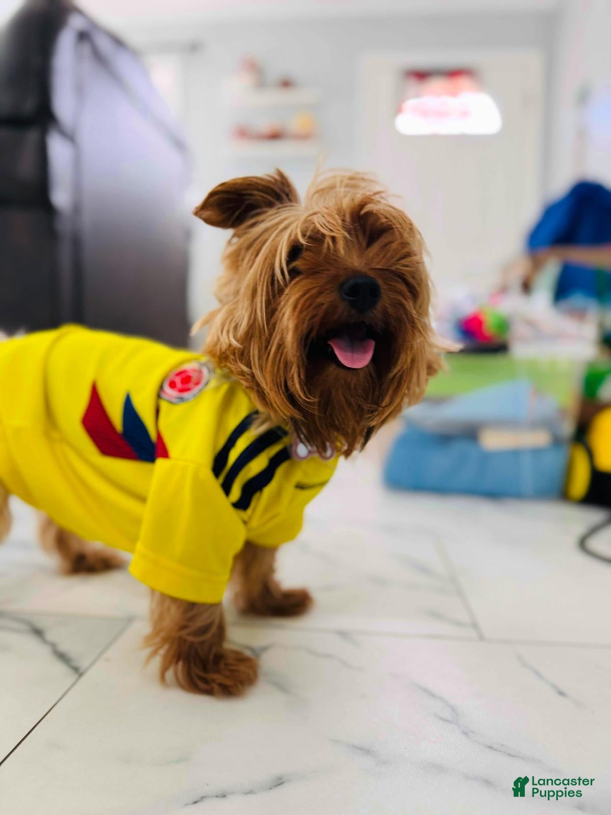 Yorkshire Terrier dogs Yorkshire Terrier Puppy 2 - Ad 2