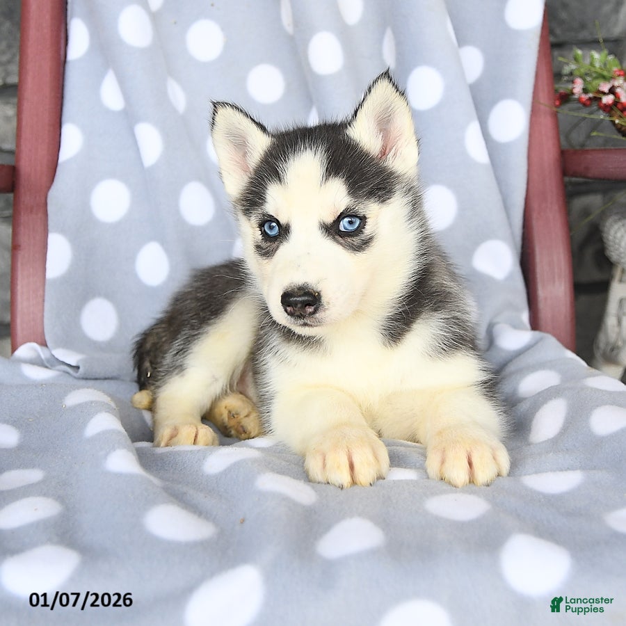 Siberian Husky dogs Cresent - Ad 20