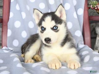 Siberian Husky dogs Cresent - Ad 28