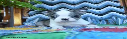 Boston Terrier dogs for sale: Kennedy - Ad 3