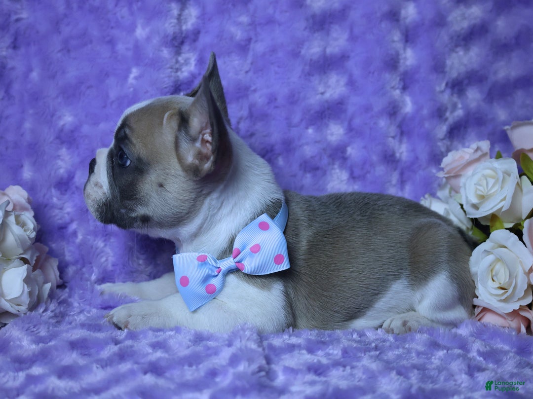 French Bulldog dogs for sale: French Bulldog Blue Piebald AKC, Health Tested Parents 4 - Ad 4