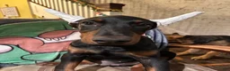 Doberman Pinscher dogs for sale: Mr. All love to give - Ad 1