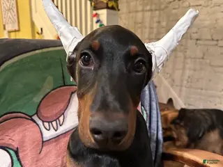 Doberman Pinscher dogs Mr. All love to give - Ad 12