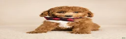 Mini Goldendoodle dogs for sale: Graham – Petite Mini F1BB Goldendoodle – Head StartGoldendoodle • Potty & Crate Trained - Ad 9