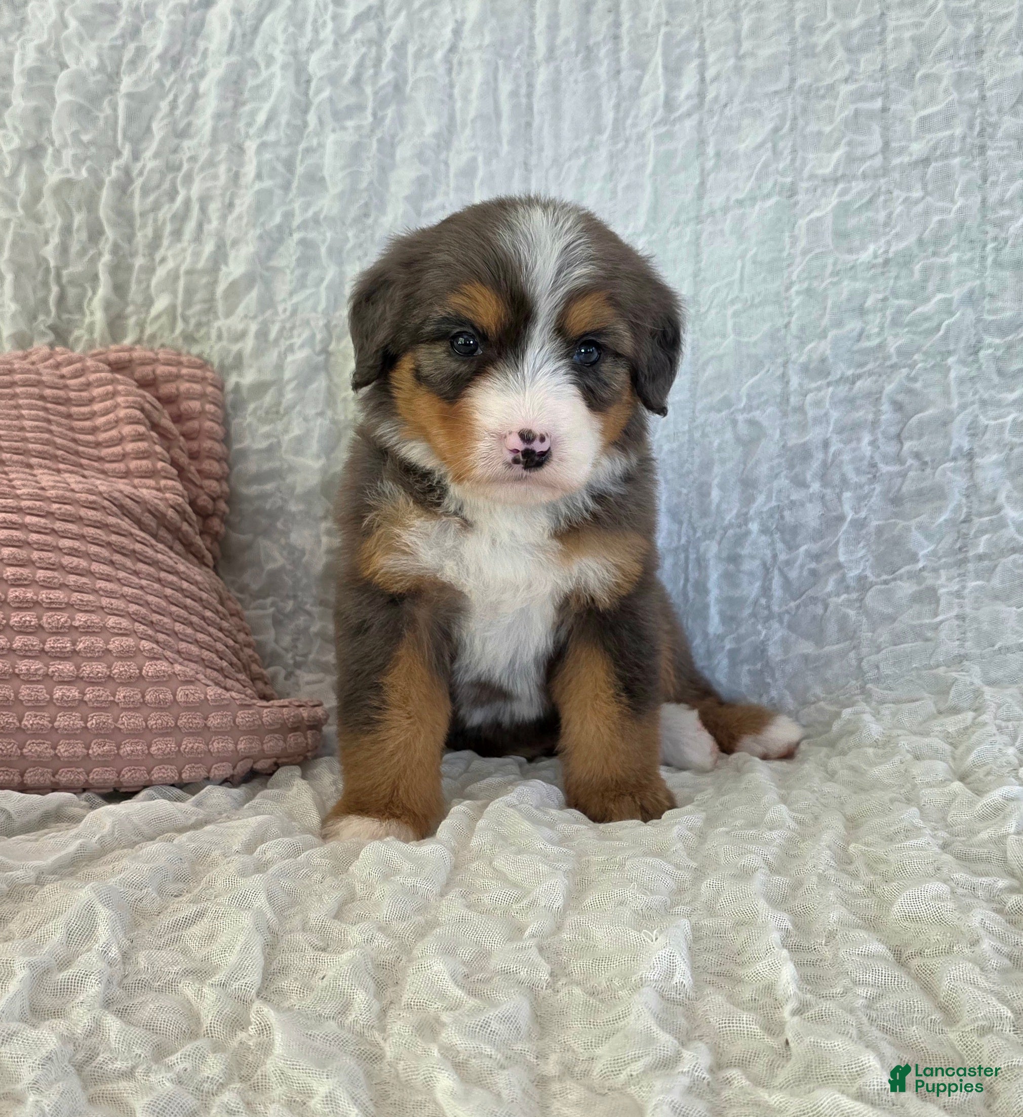 Bernedoodle dogs Penny - Ad 2